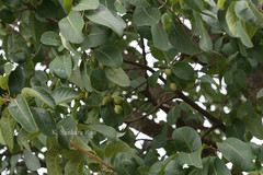 Terminalia chebula